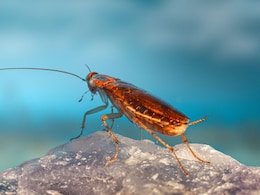 पृथ्वीवरून झुरळं नष्ट झाली तर काय होईल ? वैज्ञानिकांनी शोधलेले उत्तर मानवाचे टेन्शन वाढवणारे आहे