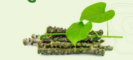 तीन दोषों को बैलेंस कर, कैंसर से लड़ने में भी सहायक है गिलोय, बढ़ाता है इम्यूनिटी, जानें सेवन करने का तरीका