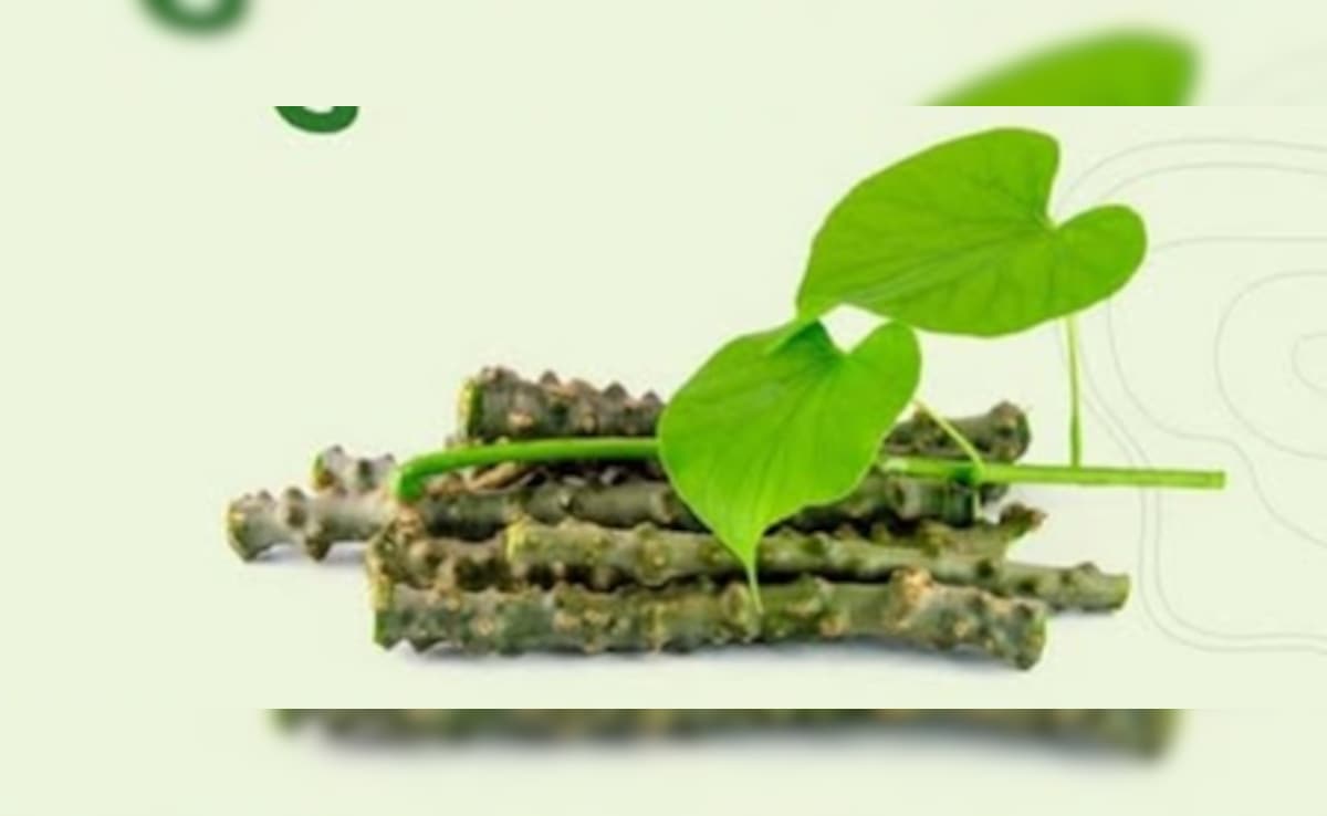 तीन दोषों को बैलेंस कर, कैंसर से लड़ने में भी सहायक है गिलोय, बढ़ाता है इम्यूनिटी, जानें सेवन करने का तरीका