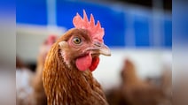 US Patient Sick With Bird Flu Virus That Has 