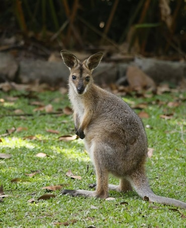 How Tammar Wallaby Survives In Dry Habitat