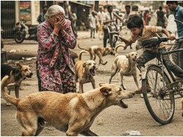 चित्तौड़गढ़ में 'डॉग टेरर' का खौफनाक मंजर! 24 दिन में 200 लोग शिकार; प्रशासन 'कुंभकर्णी नींद' में क्यों?