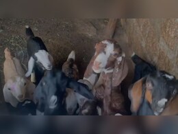 भेड़-बकरियों की रहस्यमयी मौतों से पशुपालकों की बढ़ी चिंता, एक महीने में 15 सौ से अध‍िक की मौत