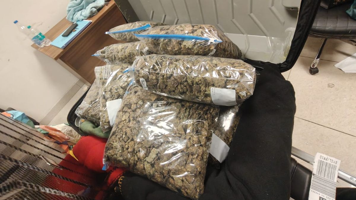 Major Drug Bust: Rs 10 Crore Worth Hydroponic Cannabis Seized at Chennai International Airport