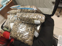 Cannabis Worth Rs 10 crore Seized At Chennai Airport, 2 Women Arrested