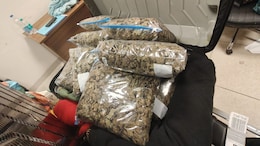 Cannabis Worth Rs 10 crore Seized At Chennai Airport, 2 Women Arrested