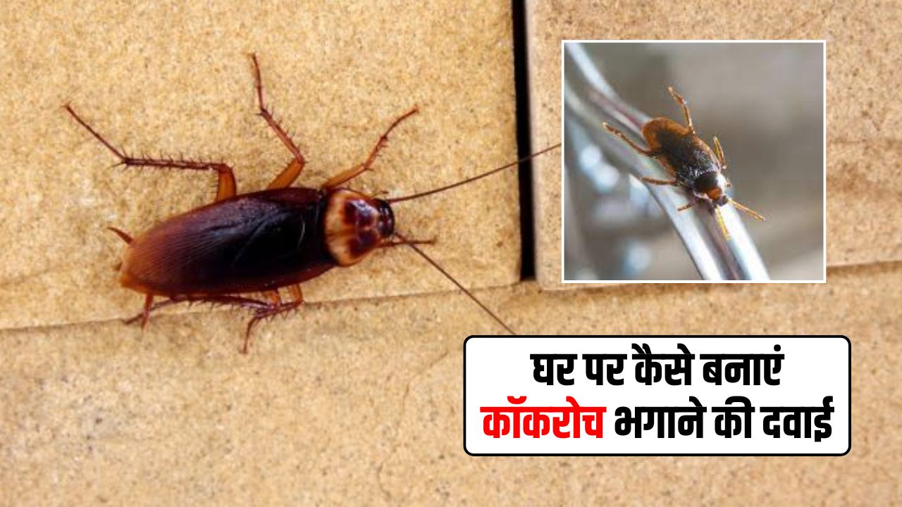 चीनी के साथ ये सफेद पाउडर मिलाकर बनाएं कॉकरोच भगाने की दवाई, घर से खत्म हो जाएगा तिलचट्टों का आतंक