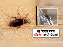 चीनी के साथ ये सफेद पाउडर मिलाकर बनाएं कॉकरोच भगाने की दवाई, घर से खत्म हो जाएगा तिलचट्टों का आतंक