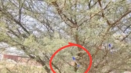 Rajasthan: फलोदी में 'जादुई' सरकारी नौकरी वाले पेड़ का अंधविश्वास, पुलिस ने हटवाए पेन, प्रशासन सख्त