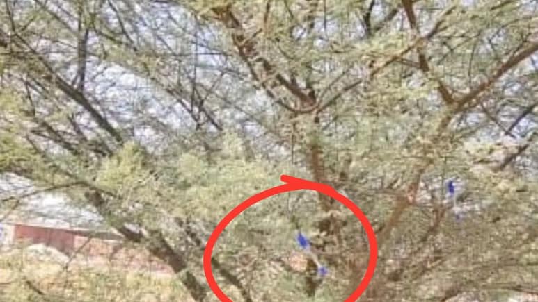 Rajasthan: फलोदी में 'जादुई' सरकारी नौकरी वाले पेड़ का अंधविश्वास, पुलिस ने हटवाए पेन, प्रशासन सख्त