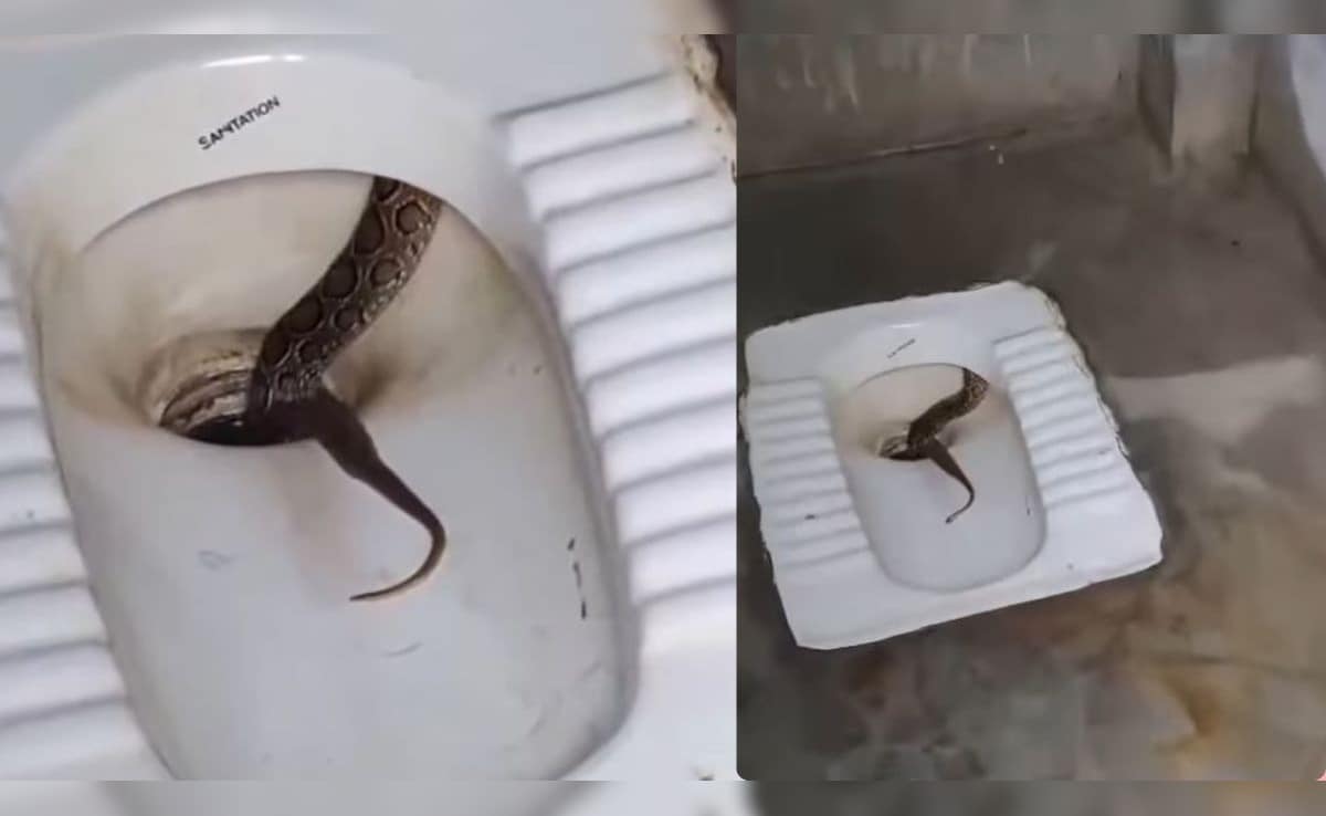 टॉयलेट सीट में बैठा था सांप, कदमों की आहट सुनते ही बिजली की रफ्तार से हुआ गायब, वीडियो ने छुड़ा दिए पसीने