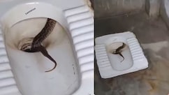 टॉयलेट सीट में बैठा था सांप, कदमों की आहट सुनते ही बिजली की रफ्तार से हुआ गायब, वीडियो ने छुड़ा दिए पसीने