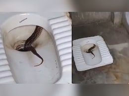 टॉयलेट सीट में बैठा था सांप, कदमों की आहट सुनते ही बिजली की रफ्तार से हुआ गायब, वीडियो ने छुड़ा दिए पसीने