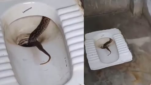 टॉयलेट सीट में बैठा था सांप, कदमों की आहट सुनते ही बिजली की रफ्तार से हुआ गायब, वीडियो ने छुड़ा दिए पसीने