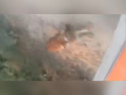 On Camera: Tiger Attacks, Chases Jeep Carrying Family In Pilibhit Reserve