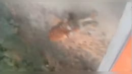 Video: Tiger Attacks, Chases Jeep Carrying Family In Pilibhit Reserve