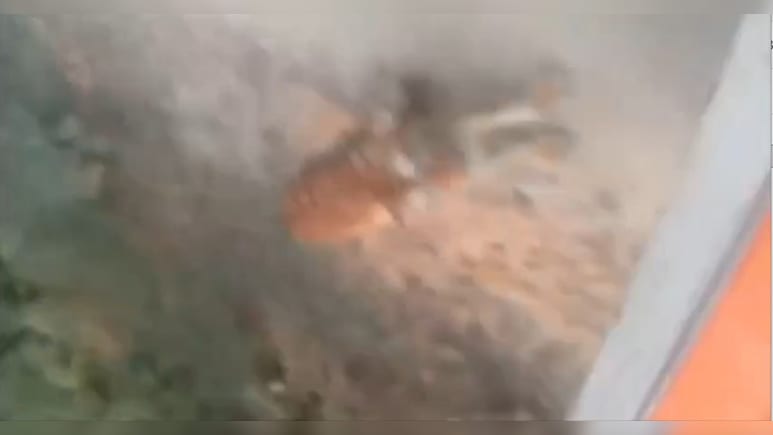 Video: Tiger Attacks, Chases Jeep Carrying Family In Pilibhit Reserve