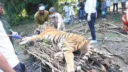 Rajasthan: सज्जनगढ़ पार्क में टाइगर कुमार की मौत से छाई उदासी,10 साल की उम्र में कर्नाटक से लाया गया था उदयपुर