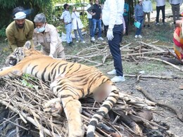 Rajasthan: सज्जनगढ़ पार्क में टाइगर कुमार की मौत से छाई उदासी,10 साल की उम्र में कर्नाटक से लाया गया था उदयपुर