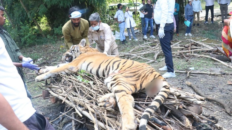 Rajasthan: सज्जनगढ़ पार्क में टाइगर कुमार की मौत से छाई उदासी,10 साल की उम्र में कर्नाटक से लाया गया था उदयपुर Rajasthan: सज्जनगढ़ पार्क में टाइगर कुमार की मौत से छाई उदासी,10 साल की उम्र में कर्नाटक से लाया गया था उदयपुर