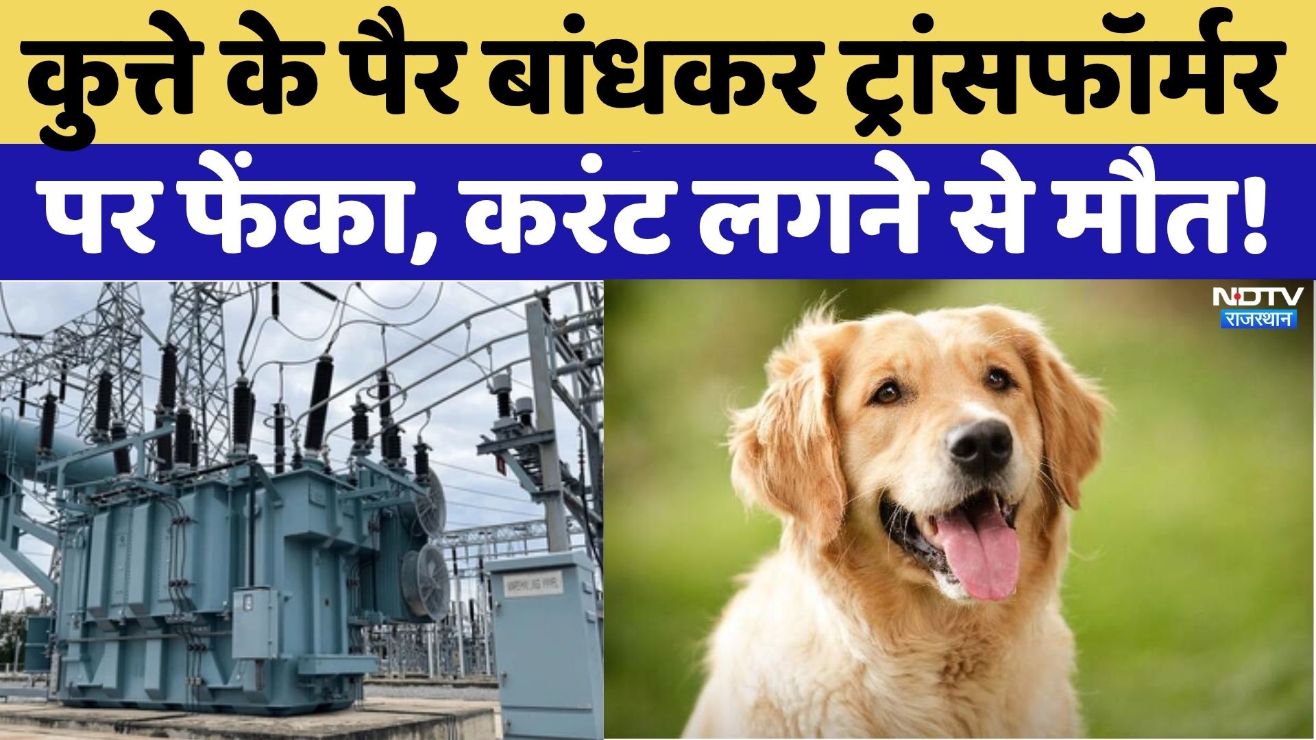 Jaipur News: कुत्ते के पैर बांधकर ट्रांसफॉर्मर पर फेंका, करंट लगने से मौत! | Viral | Rajasthan News