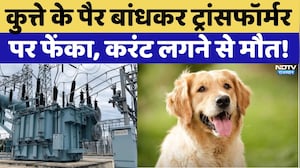 Jaipur News: कुत्ते के पैर बांधकर ट्रांसफॉर्मर पर फेंका, करंट लगने से मौत! | Viral | Rajasthan News