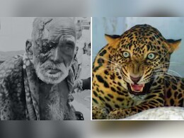 Leopard Attack In Rajasthan: राजसमंद में खेत में बैठे बुजुर्ग पर तेंदुए ने किया हमला, लहूलुहान हालत में उदयपुर रेफर