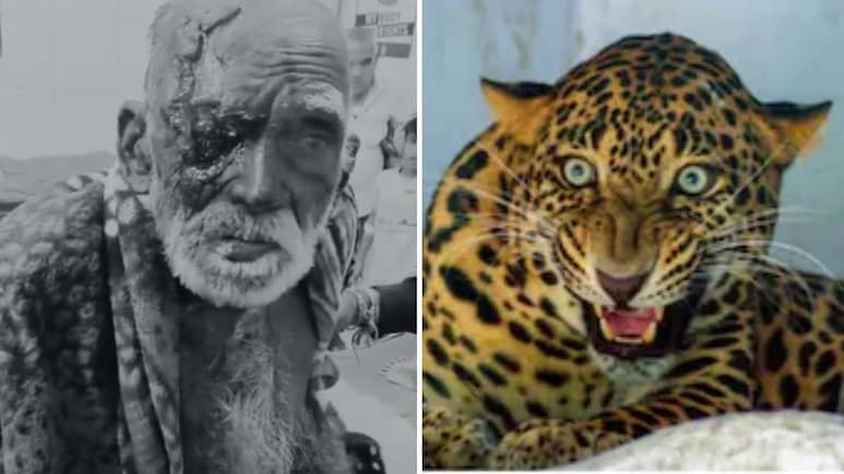 Leopard Attack In Rajasthan: राजसमंद में खेत में बैठे बुजुर्ग पर तेंदुए ने किया हमला, लहूलुहान हालत में उदयपुर रेफर