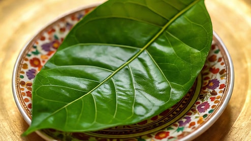 अगर में रोज एक पान का पत्ता खाऊं तो क्या होगा? खाली पेट पान का पत्ता खाने के फायदे