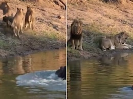 नदी किनारे बैठा था शेरों का झुंड, तभी पानी में छिपे एक विशाल जानकर ने कर दिया अटैक, फिर जो हुआ, यकीन नहीं होगा