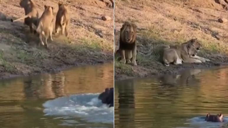 नदी किनारे बैठा था शेरों का झुंड, तभी पानी में छिपे एक विशाल जानकर ने कर दिया अटैक, फिर जो हुआ, यकीन नहीं होगा
