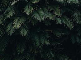 Scientists In China Discovers Fern That Naturally Produces Rare Earth Crystals