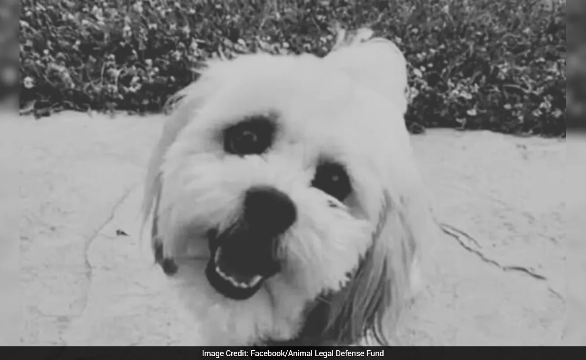 US City To Pay Rs 4.4 Crore To Pet Owner After Police Officer Killed Deaf, Blind Dog