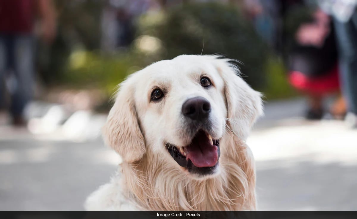 Chinese Pet Owners Pray To Dog God For Their Pet's Health