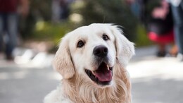 Chinese Pet Owners Pray To Dog God For Their Pet's Health