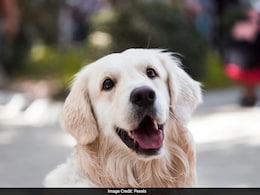 Chinese Pet Owners Pray To Dog God For Their Pet's Health