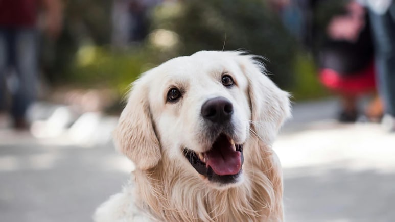 Chinese Pet Owners Pray To Dog God For Their Pet's Health