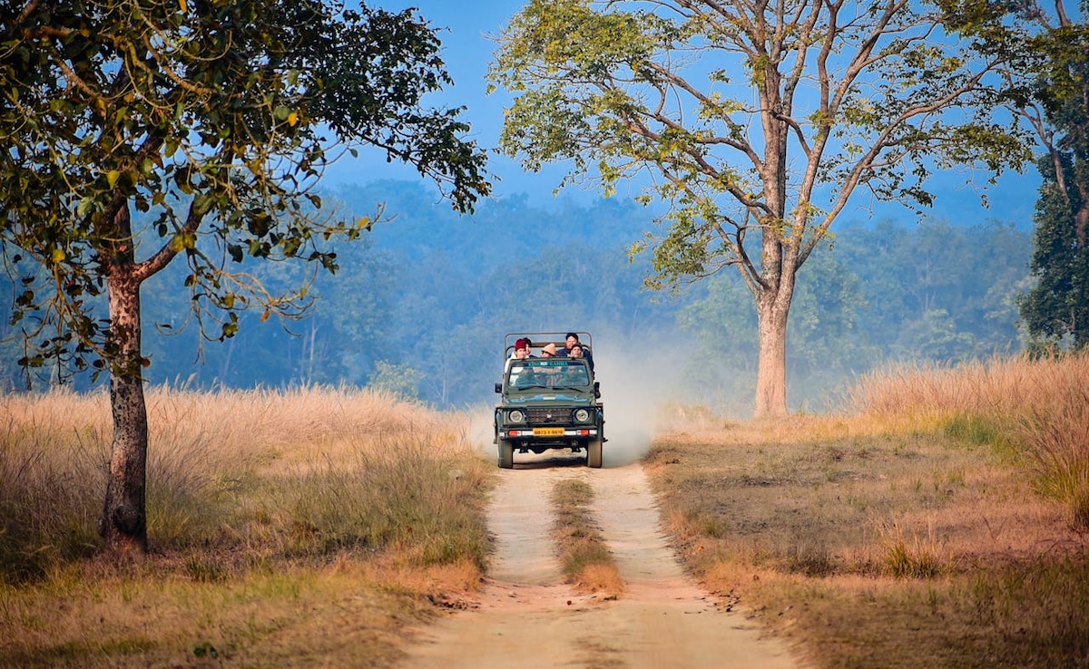 Safaris are popular in Madhya Pradesh