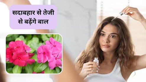 सदाबहार के फूलों का कमाल, रॉकेट की स्पीड से बढ़ेंगे बाल, बस इस तरह करें इस्तेमाल