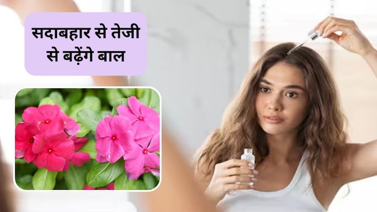 सदाबहार के फूलों का कमाल, रॉकेट की स्पीड से बढ़ेंगे बाल, बस इस तरह करें इस्तेमाल