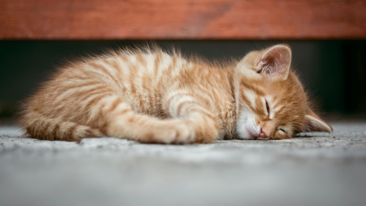 Continuous use during smog and monsoon seasons maximises benefits. Continuous use during smog and monsoon seasons maximises benefits.