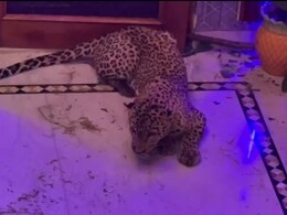 गुर्जर घाटी में लेपर्ड मादा शावक की हुई मौत, डंडे से पिटने का आरोप... वन विभाग करेगी कार्रवाई