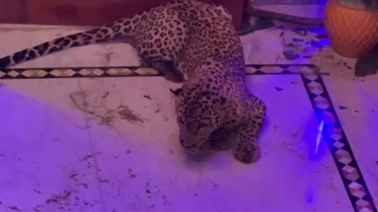 गुर्जर घाटी में लेपर्ड मादा शावक की हुई मौत, डंडे से पिटने का आरोप... वन विभाग करेगी कार्रवाई