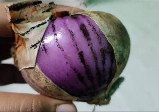 Viral Post About Black Fungus On Onions Sparks Discussion - Should You Throw Them Away?