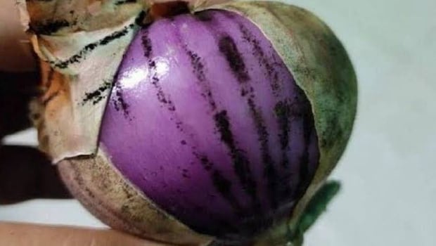 Viral Post About Black Fungus On Onions Sparks Discussion - Should You Throw Them Away?