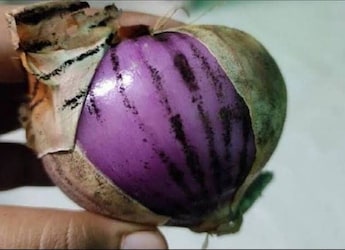 Viral Post About Black Fungus On Onions Sparks Discussion - Should You Throw Them Away?