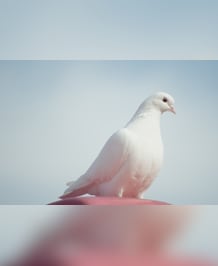 Dove vs Pigeon: What's The Difference