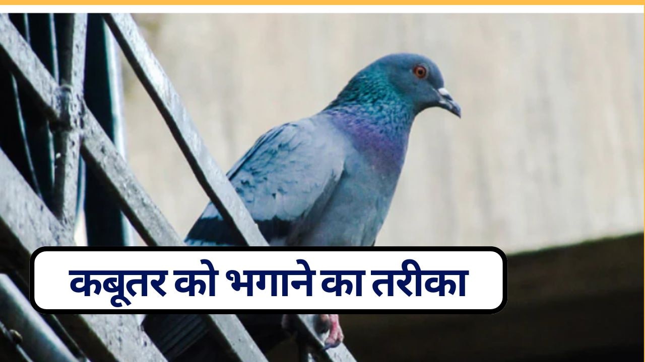 कबूतर को भगाने के लिए कौन सी दवा है? कबूतर किस गंध से नफरत करते हैं, जान‍िए यहां