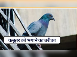 कबूतर सबसे ज्यादा किससे डरते हैं? कौन सी गंध से भागते हैं कबूतर, यह रहा उड़ाने का रामबाण तरीका