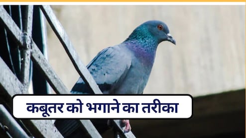क्या कबूतर भगाने का साउंड होता है? जानें कबूतर को कैसे उड़ाएं, पैसे बचाएंगे किचन के मसाले | कबूतर भगाने का घरेलू नुस्खा